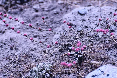 DSC_2212 (Large).JPG